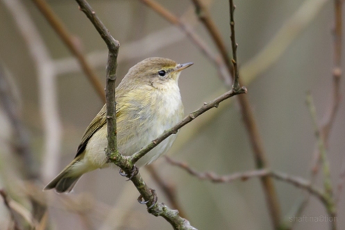 The Chiffchaff is an unremarkable looking Warbler with olive-brown upper parts and dull white below.